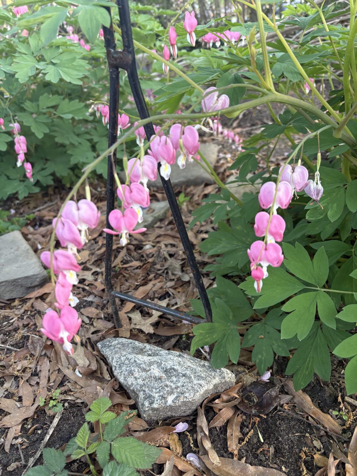 my fav bleeding hearts are blooming 💘💞