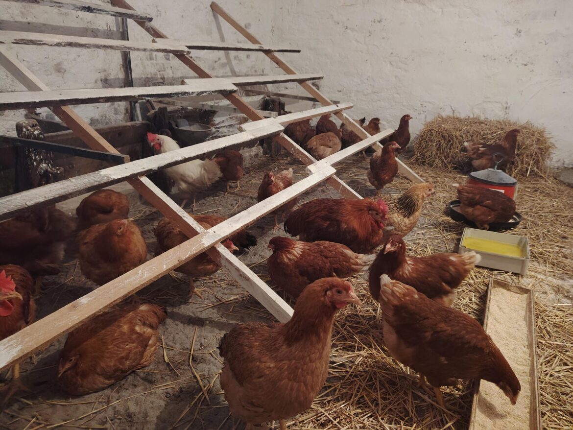 I bought new chickens today! I bought new chickens today!