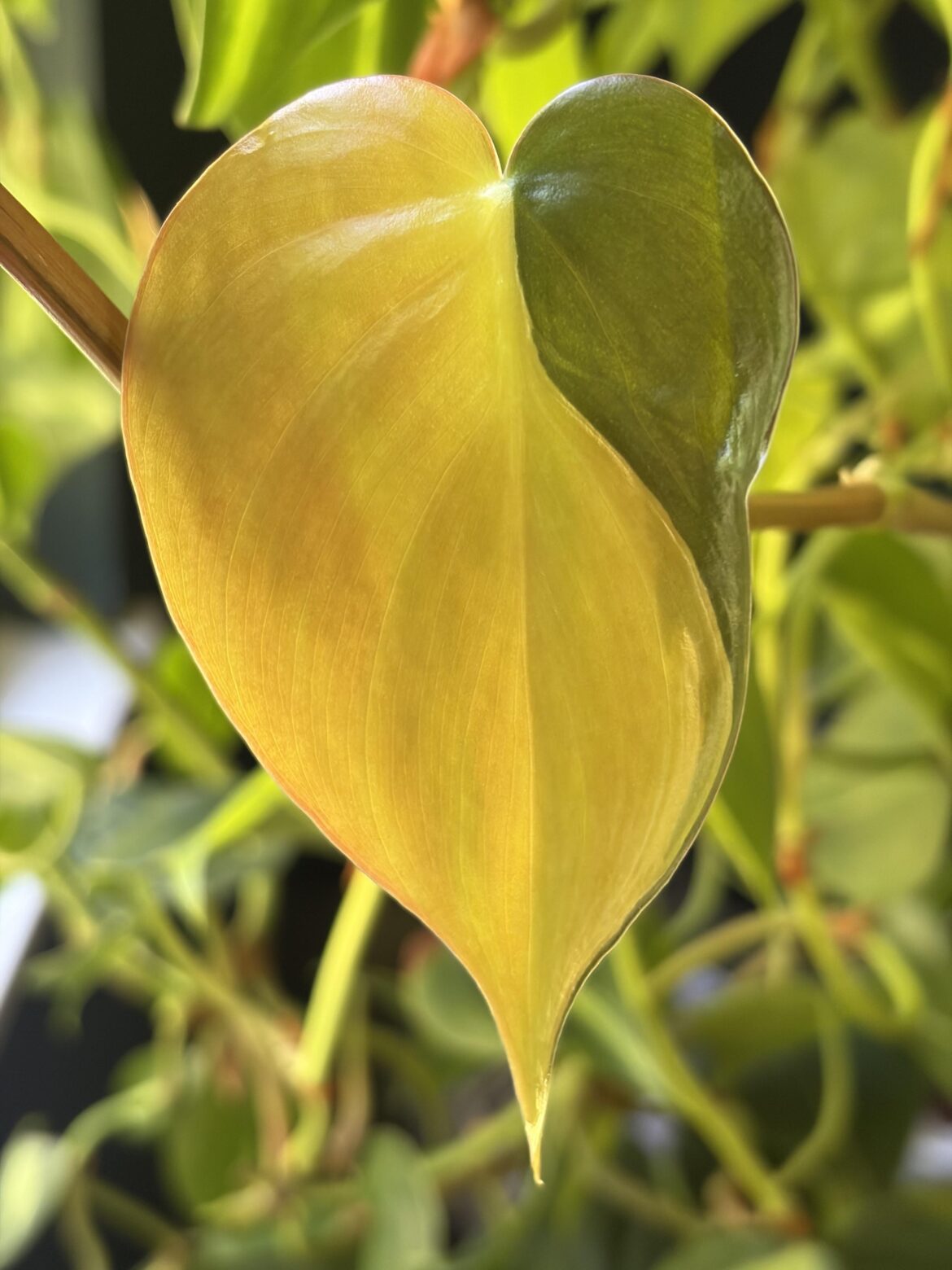 New leaf on philo brasil