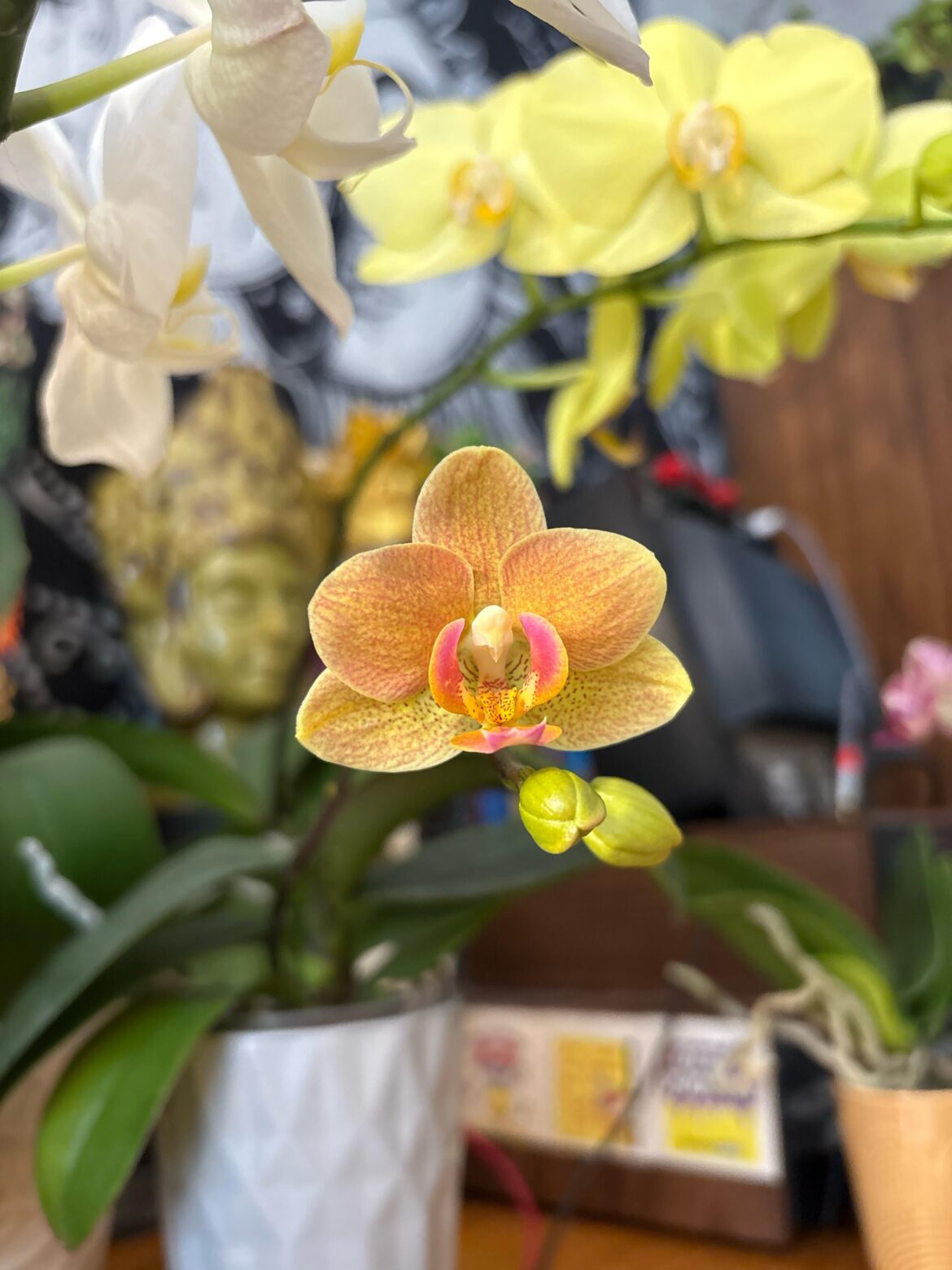 Easter Sunday bloom