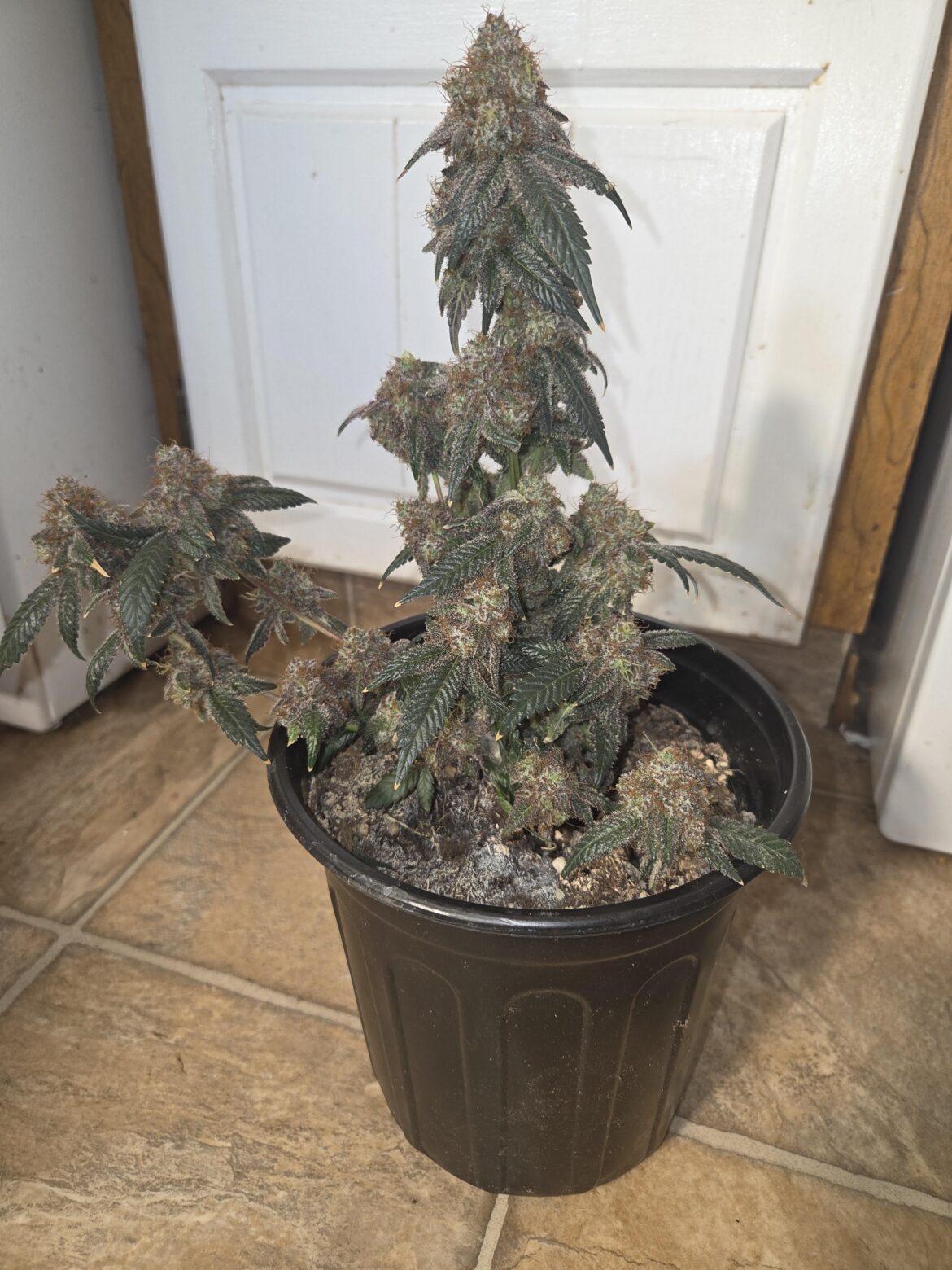 Og kush at 9 weeks..grown in promix and coco hair