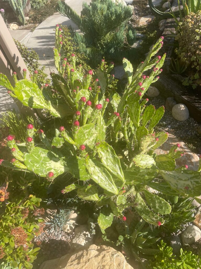 More types of opuntia about to flower