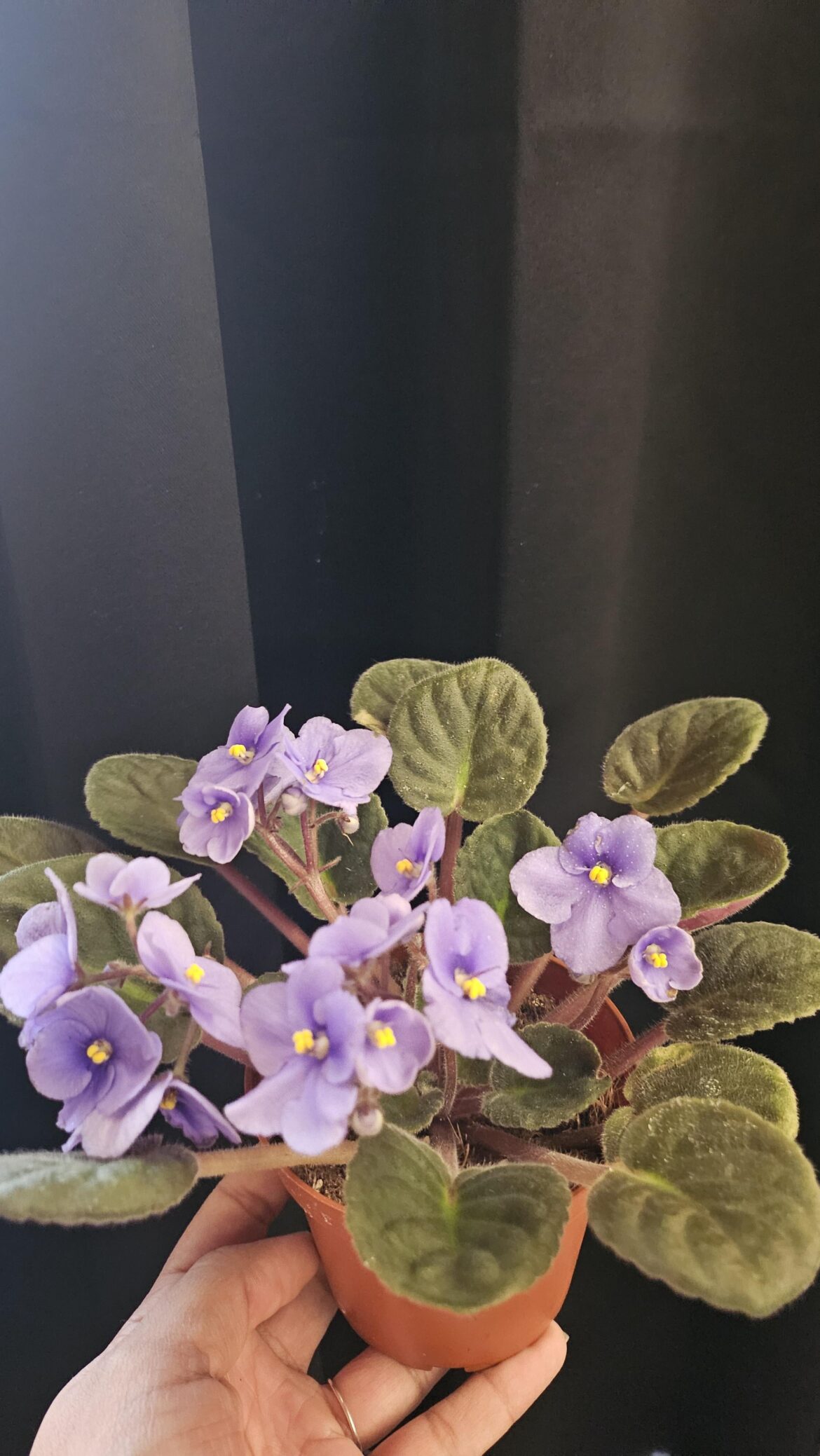I was gifted this lovely baby,I've done some research on how to care for her n she's perked up after giving her some water,is she okay do i need to do anything else to her?