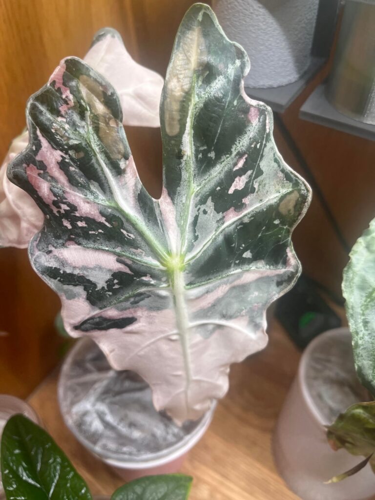 Pink Poly browning leaf