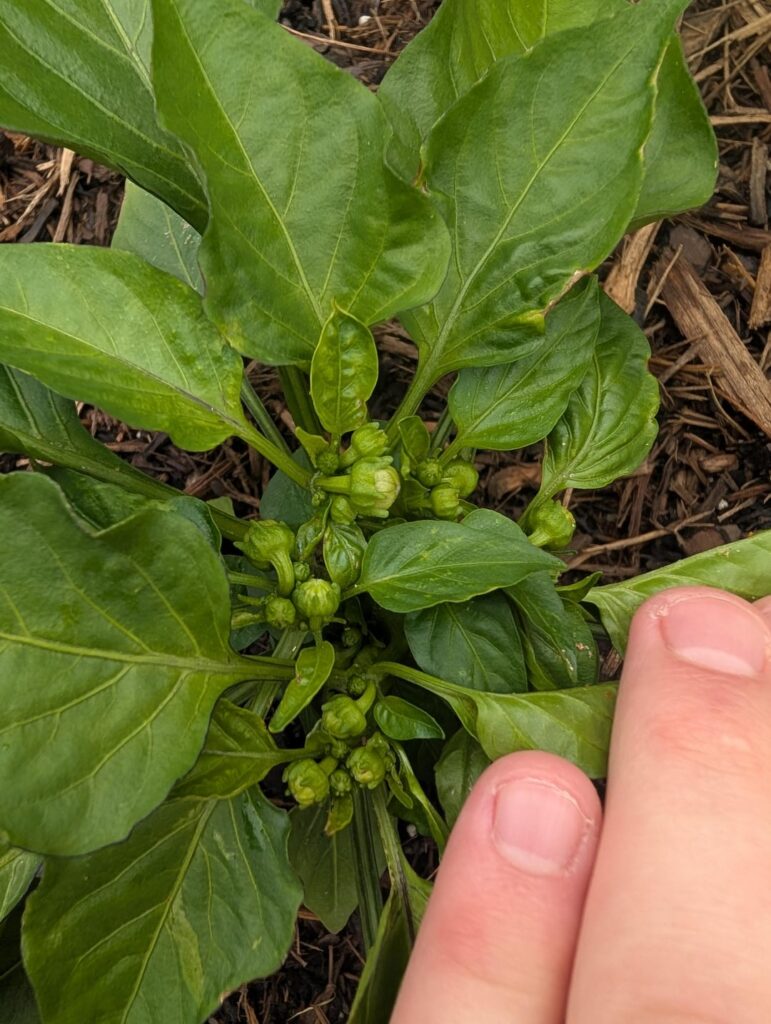 Should I be pinching any of these yolo wonder bell pepper buds? Should I be pinching any of these yolo wonder bell pepper buds?