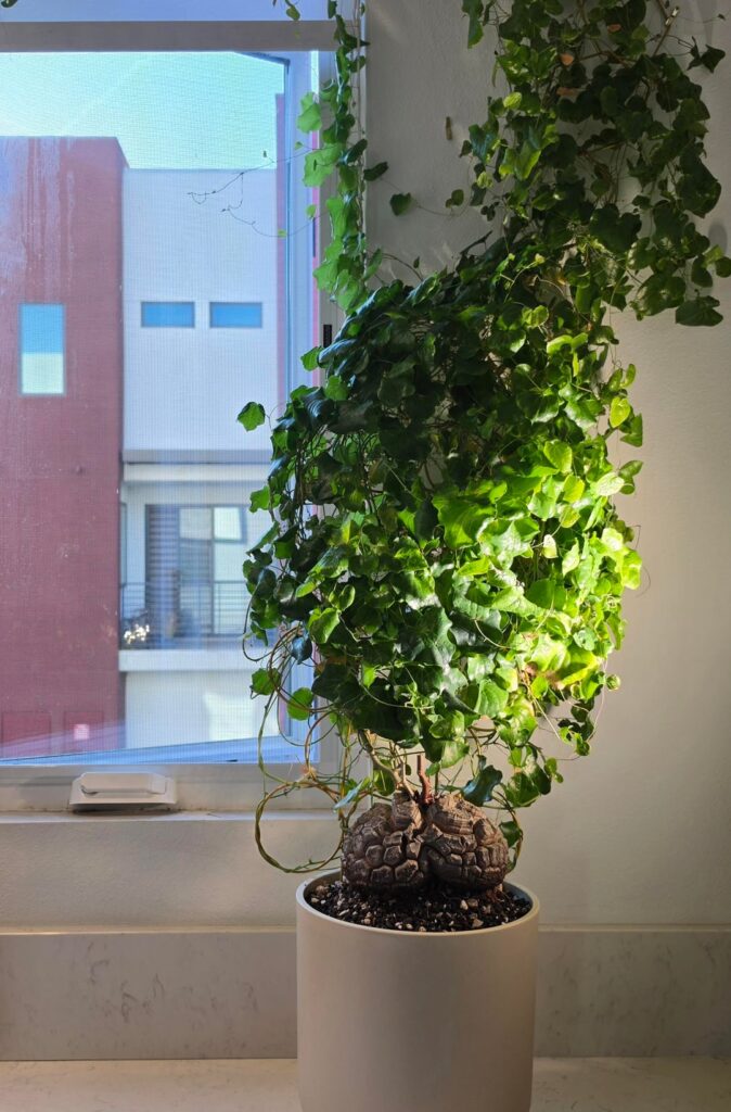 Dioscorea Elephantipes