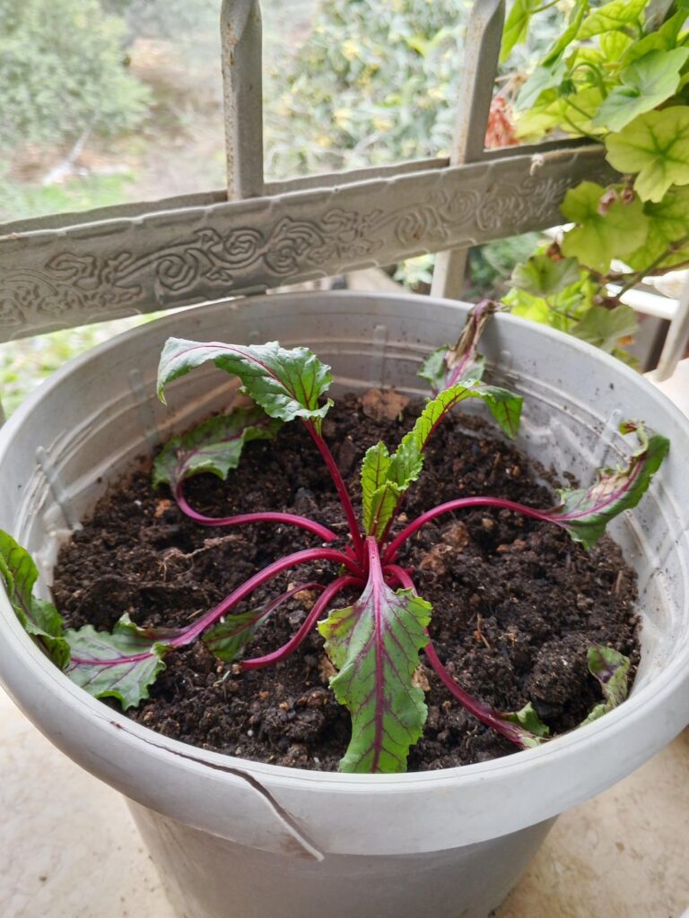 Help me rescue my beets plant ?! Help me rescue my beets plant ?!