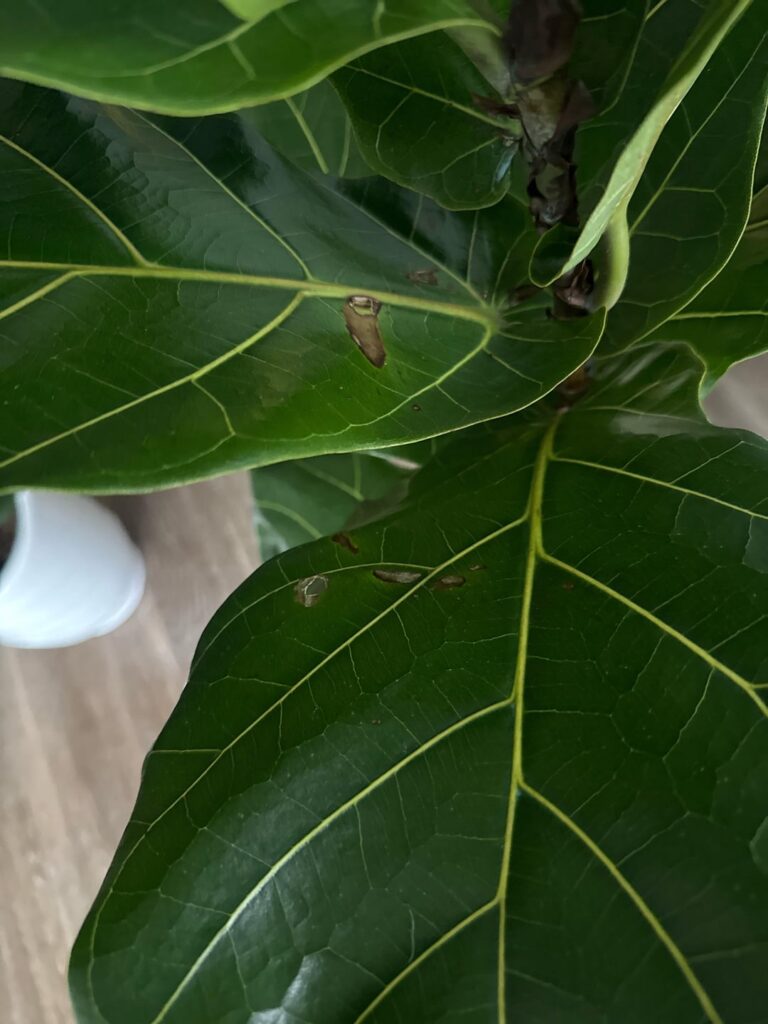 Help please Help please