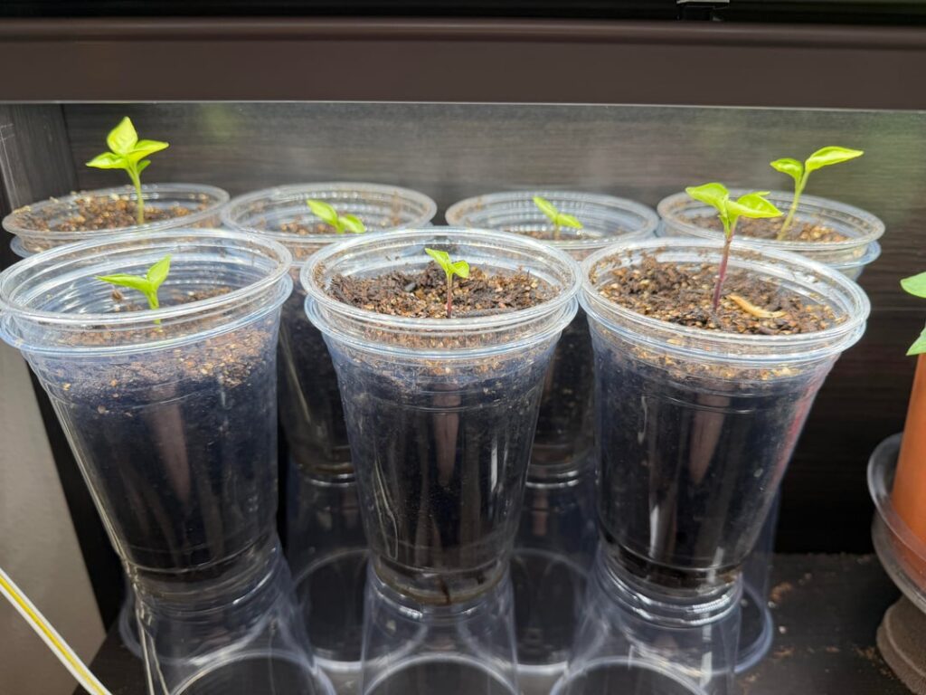 Indoor pepper starts not going anywhere Indoor pepper starts not going anywhere