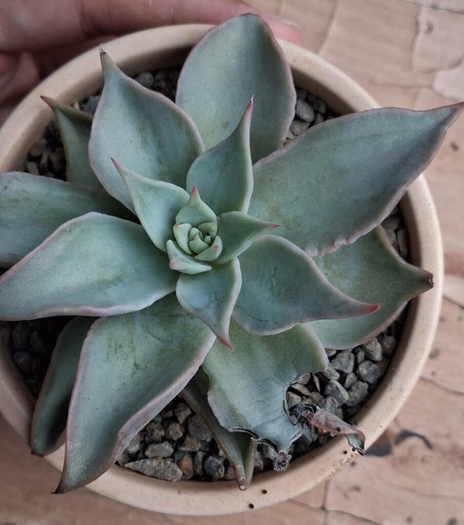 Leaf damage cause?