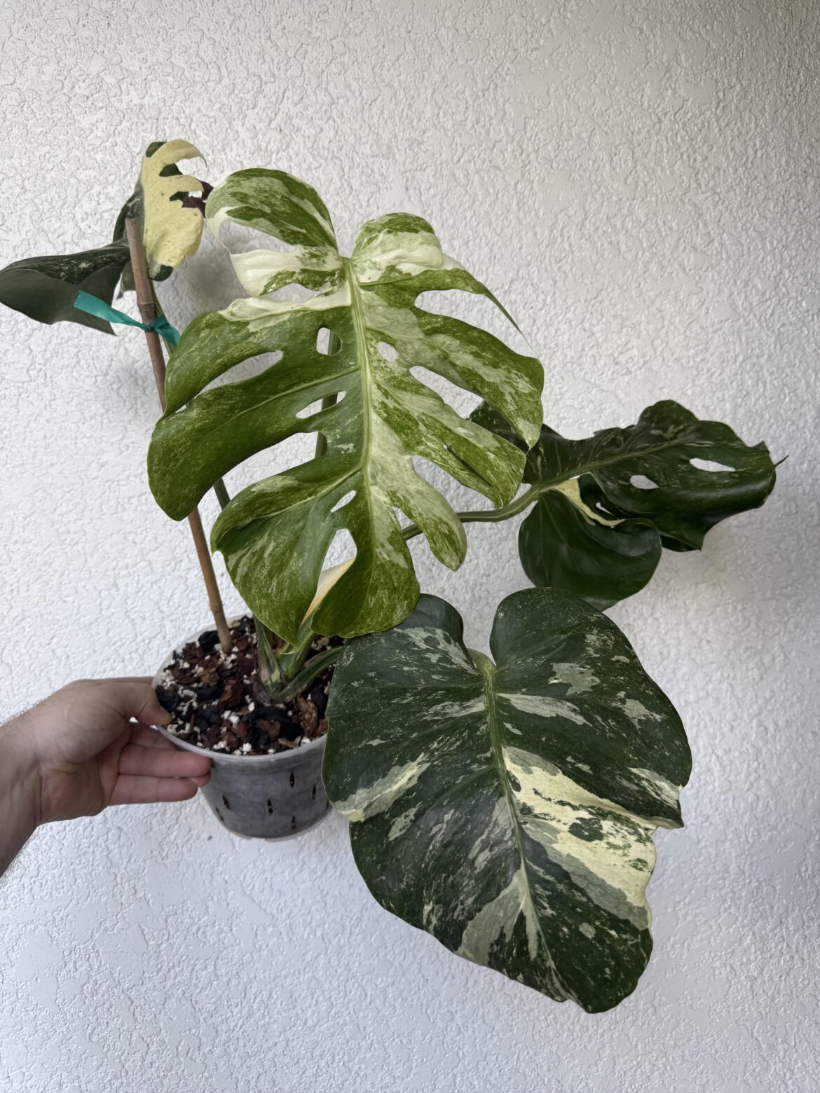 Monstera NSE Albo