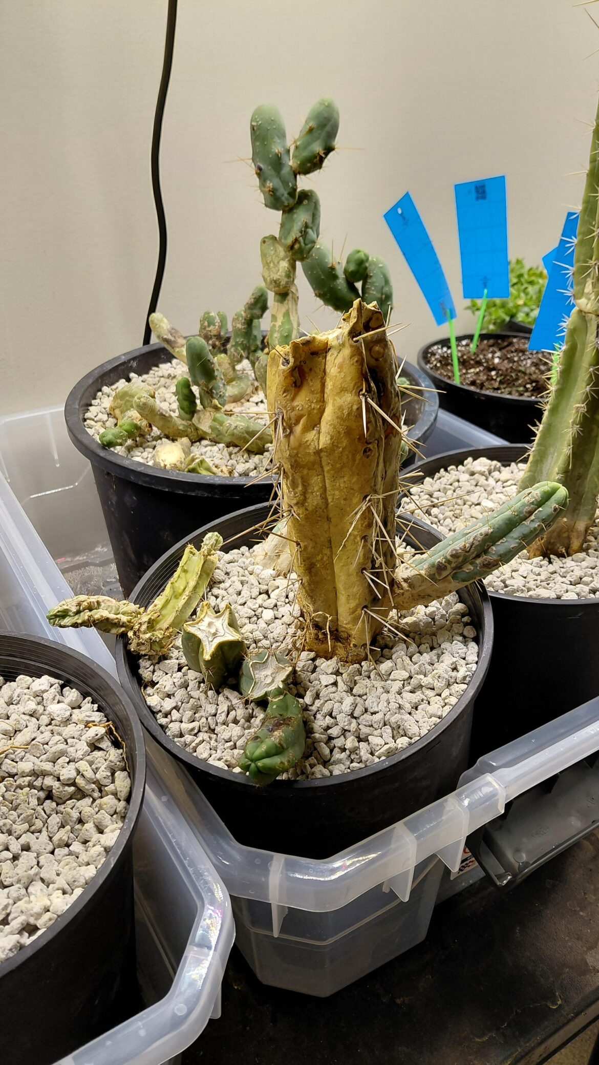 Thrips are a nightmare