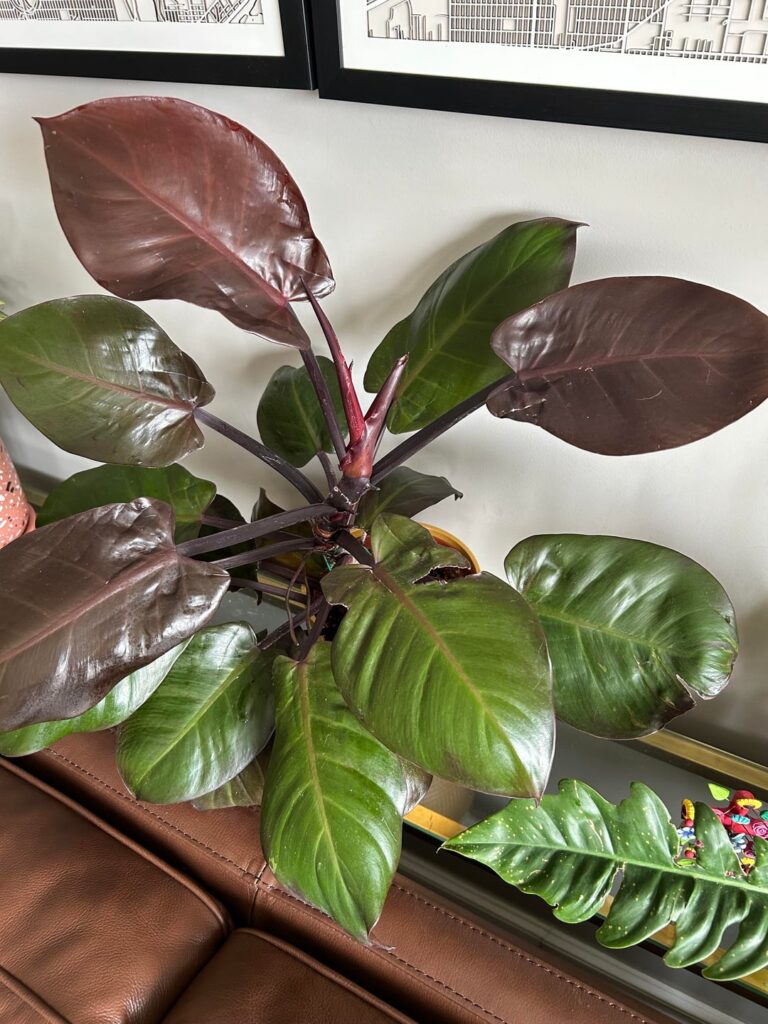 I love philodendron’s!