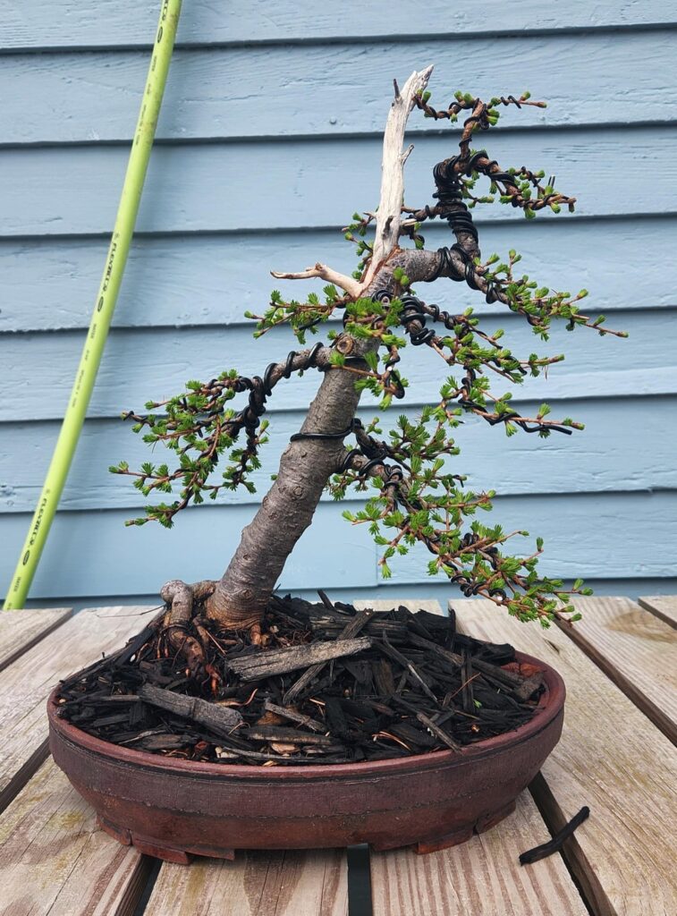 American larch, 3 years from nursery stock American larch, 3 years from nursery stock