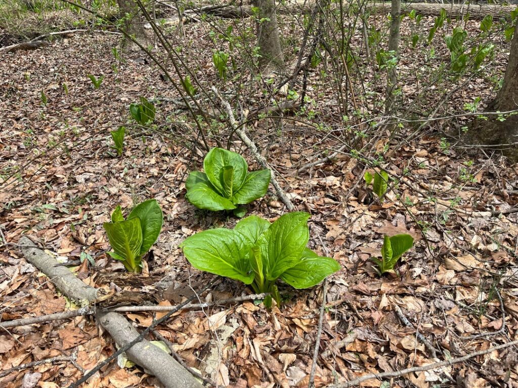 What are these? Spotted in North Jersey