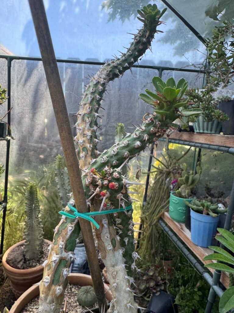Help ID, labeled Euphorbia Species