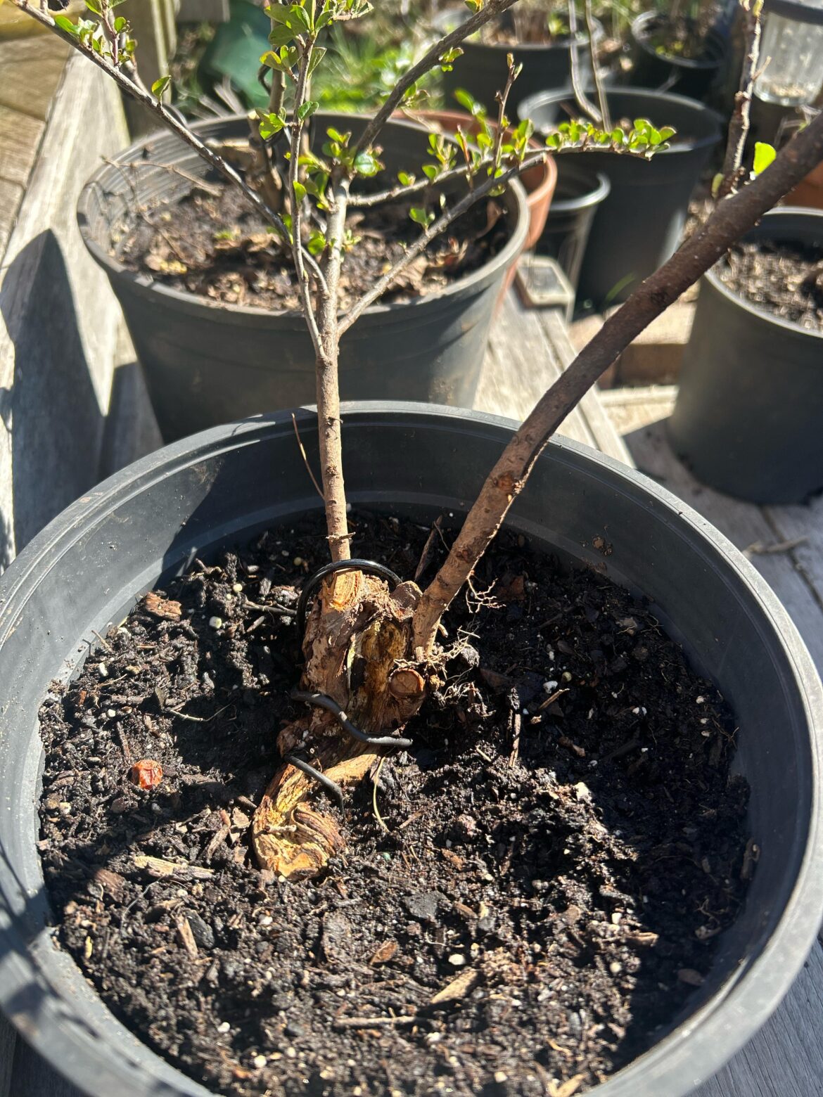 Rescued this cotoneaster from a the neighbors trash, I watched him yank it out of the ground, there was a lot of dead branches and not much in terms of roots.