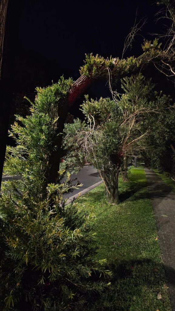 Bottlebrush fights back