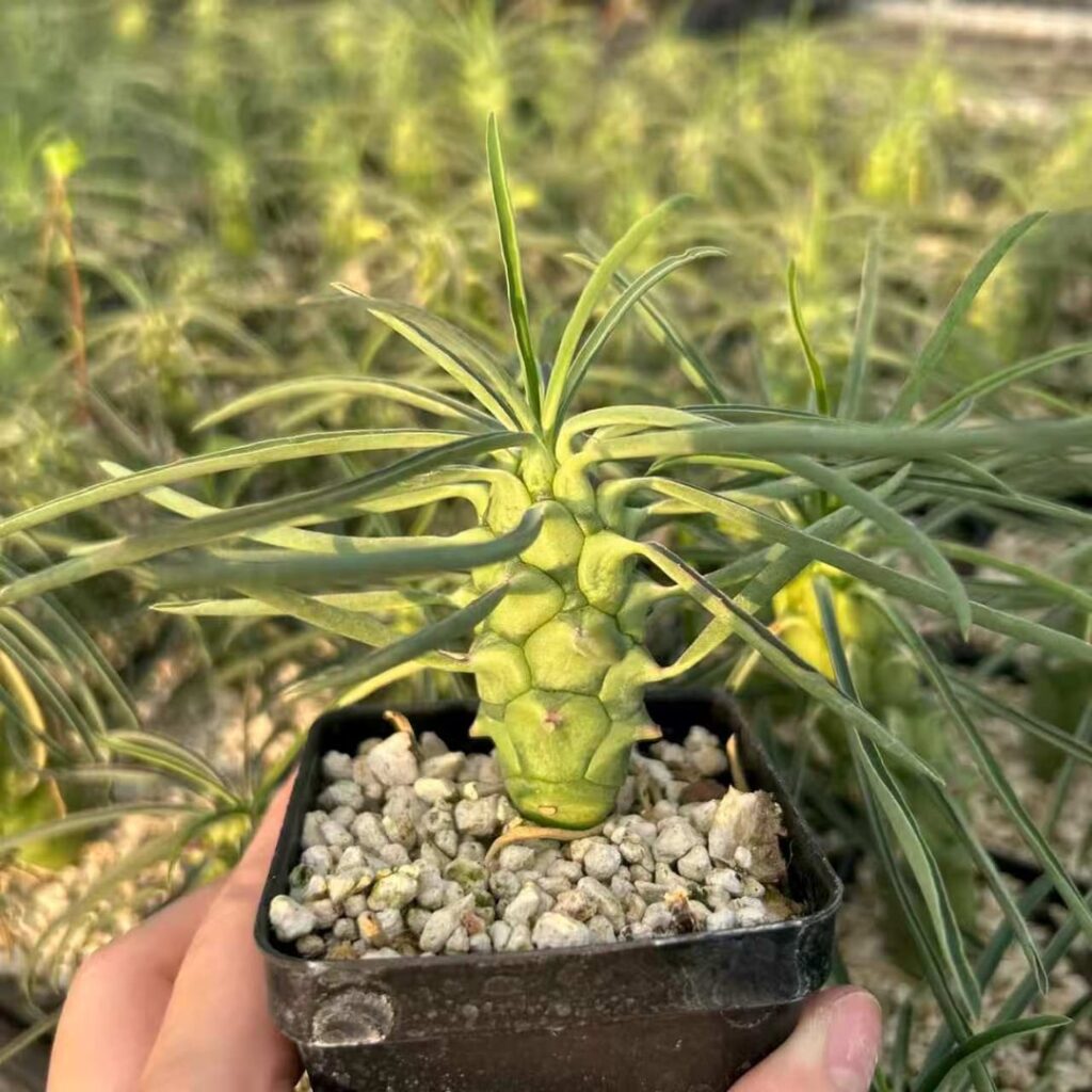 Euphorbia clava
