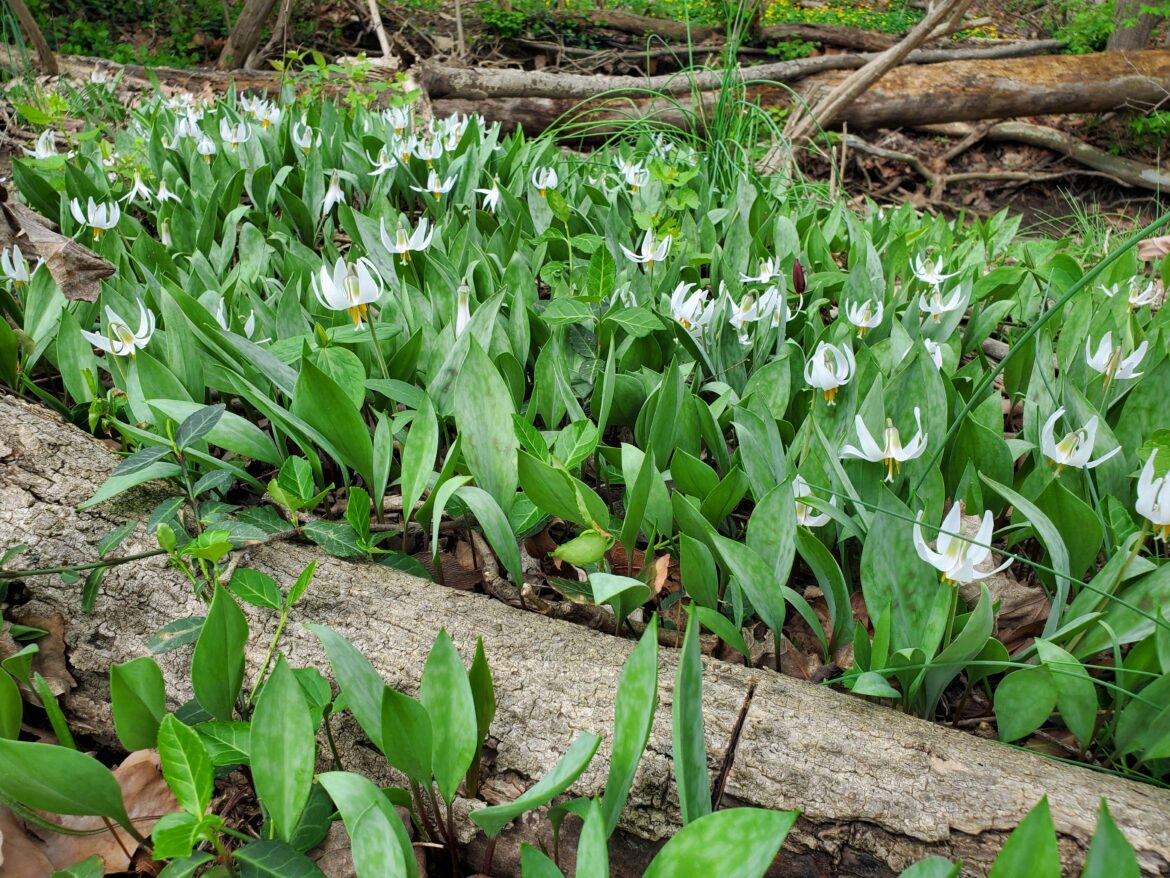 White trout lilly