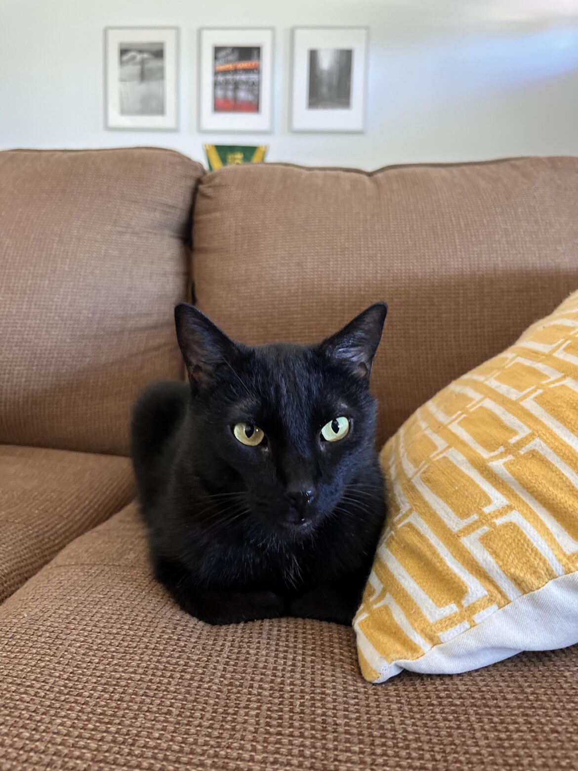 Know of anyone - mouser needs a home