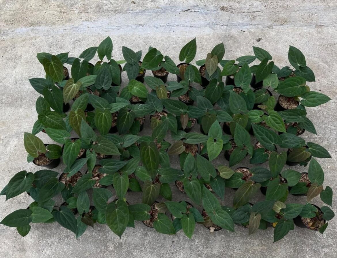 🌿🌿