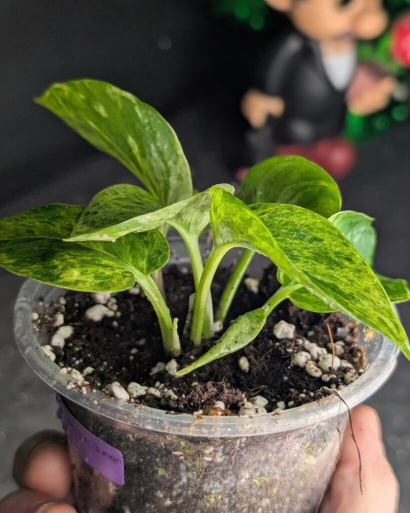 Is this a Marble Queen or something else ?