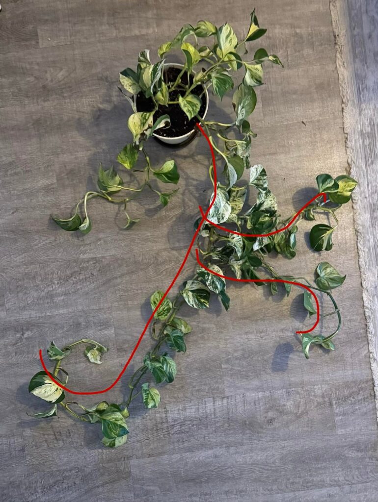 Help! One long vine