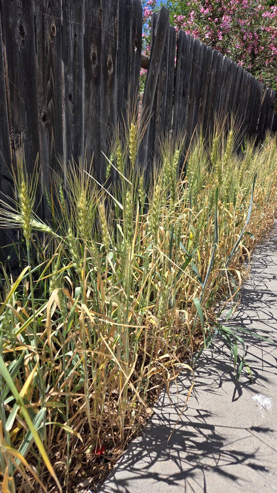 I planted red winter wheat in the margin