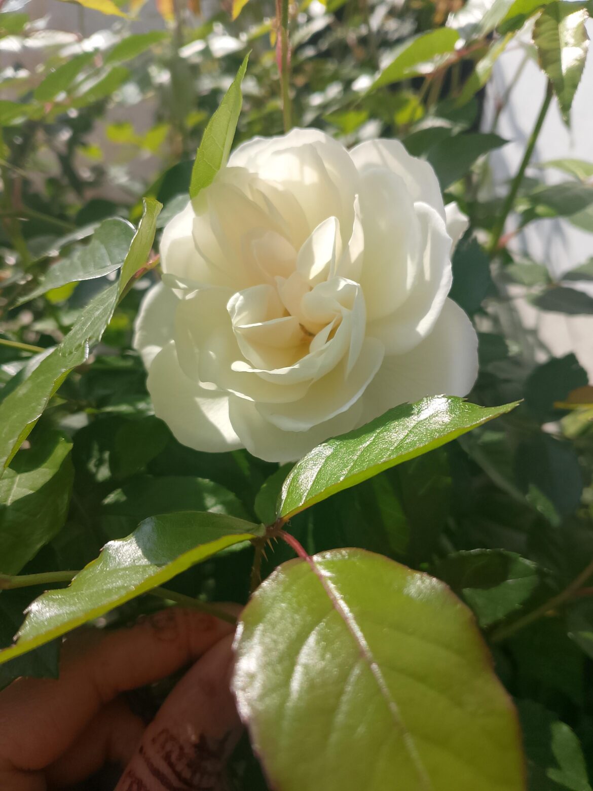 First to bloom in this spring 🌱