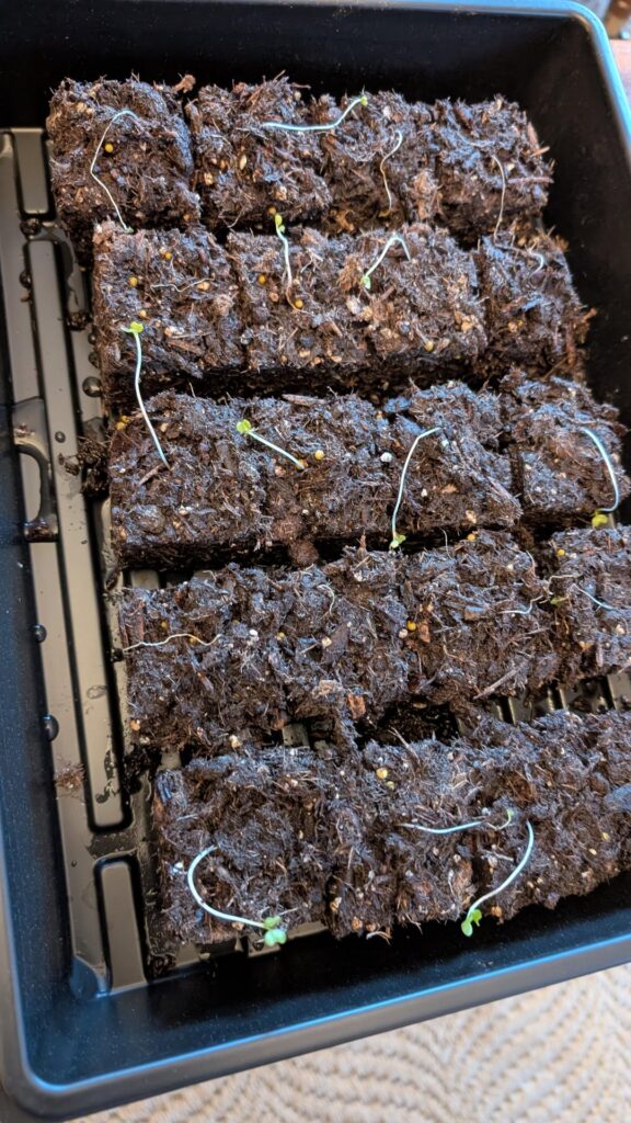 Seeds germinate and then wither