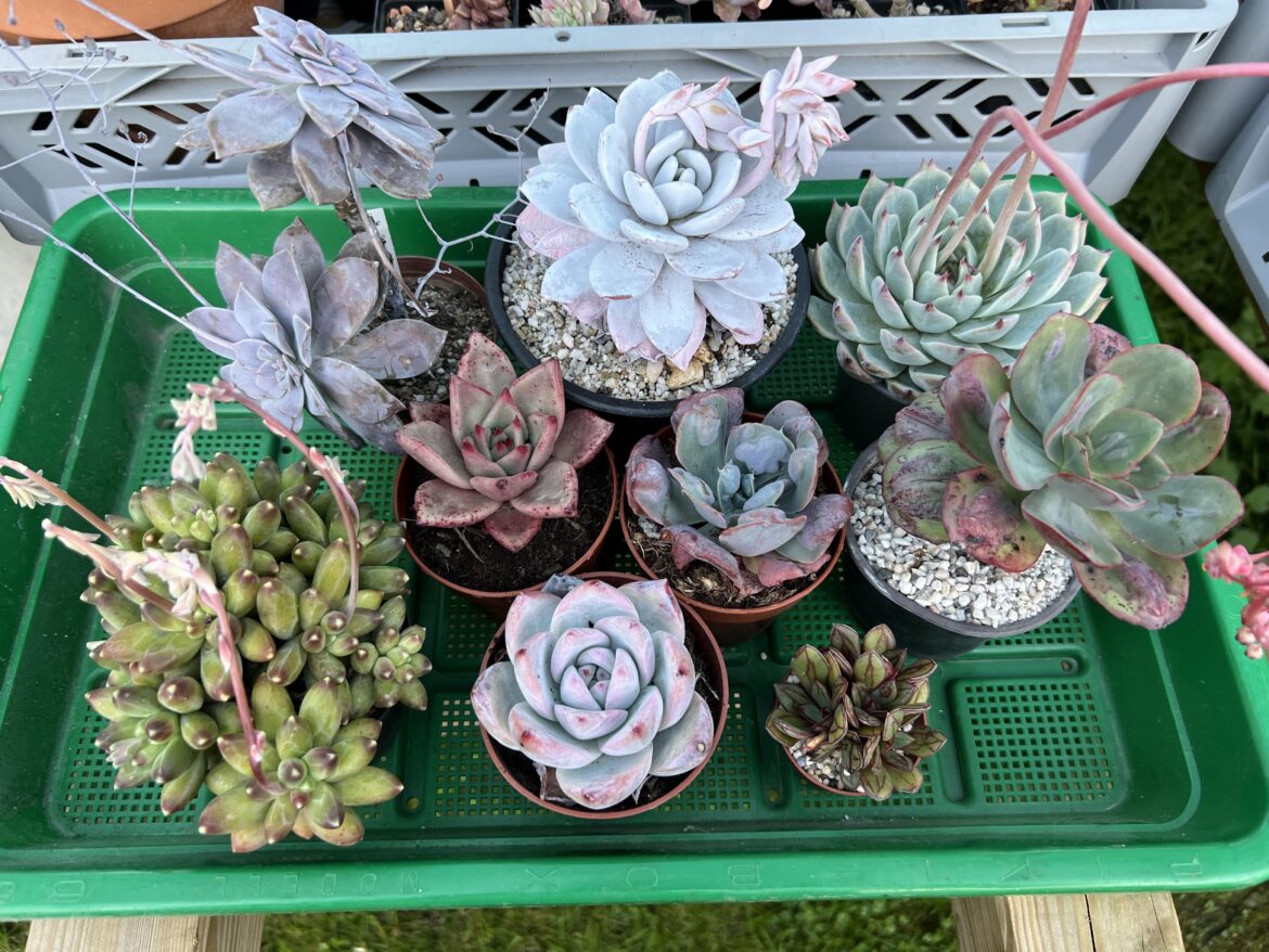 Plant haul from today’s plant market run