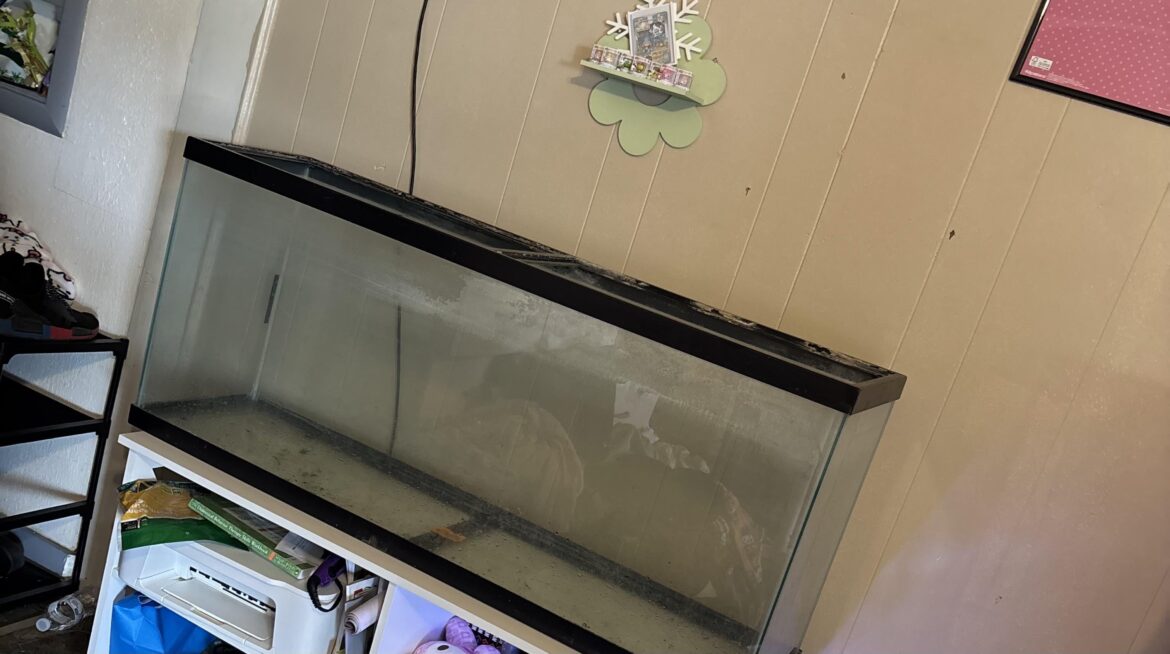 What steps should I take to turn this into a terrarium (no animals) and what plants would thrive planted together in this space (55 gallon high aquarium)