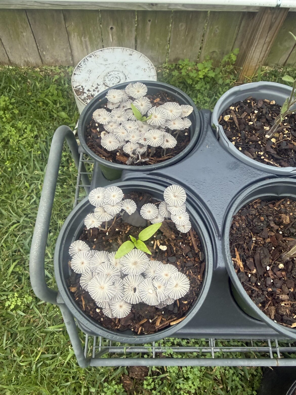 What the heck are these growing with my tomato seedlings? Got up this morning and there were 10 pepper seedlings that all had these in them. They literally popped up overnight.