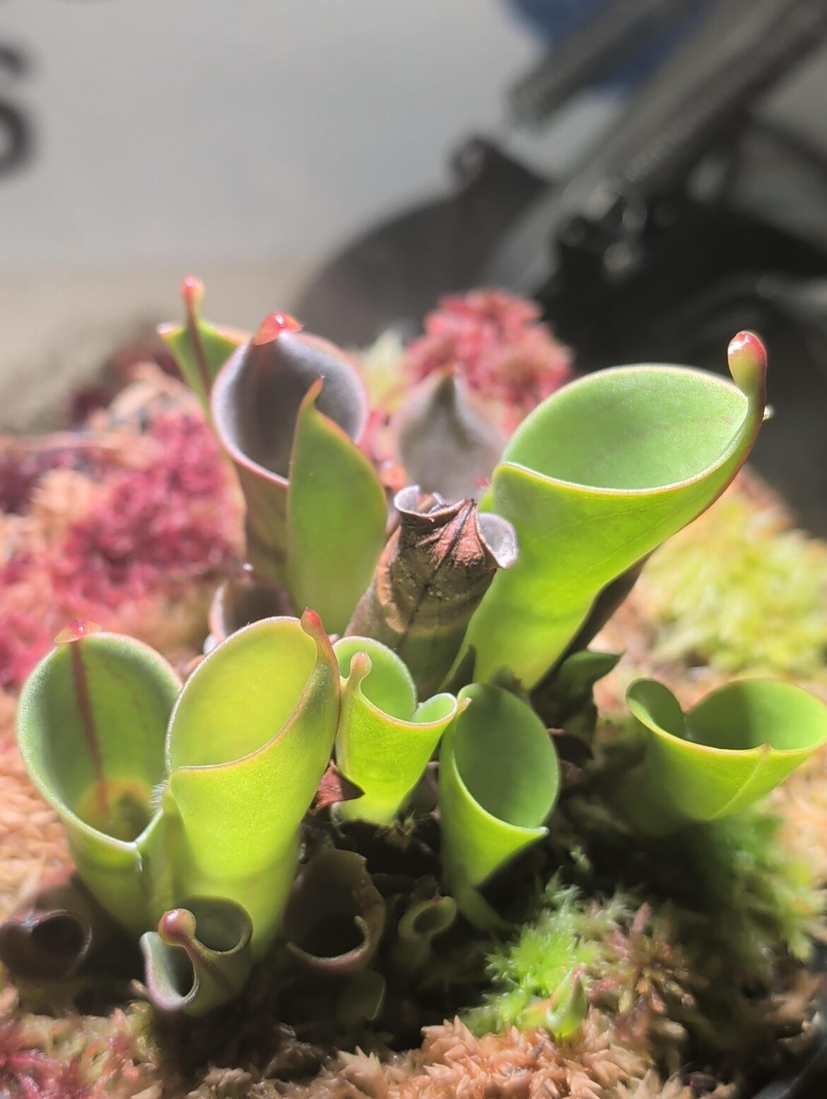 Advice for Heliamphora Seeds?