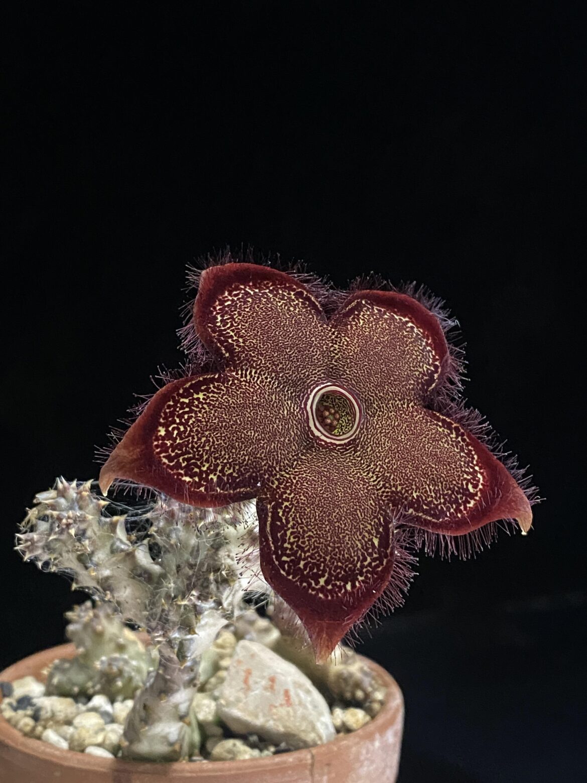Edithcolea grandis blooms are something else!