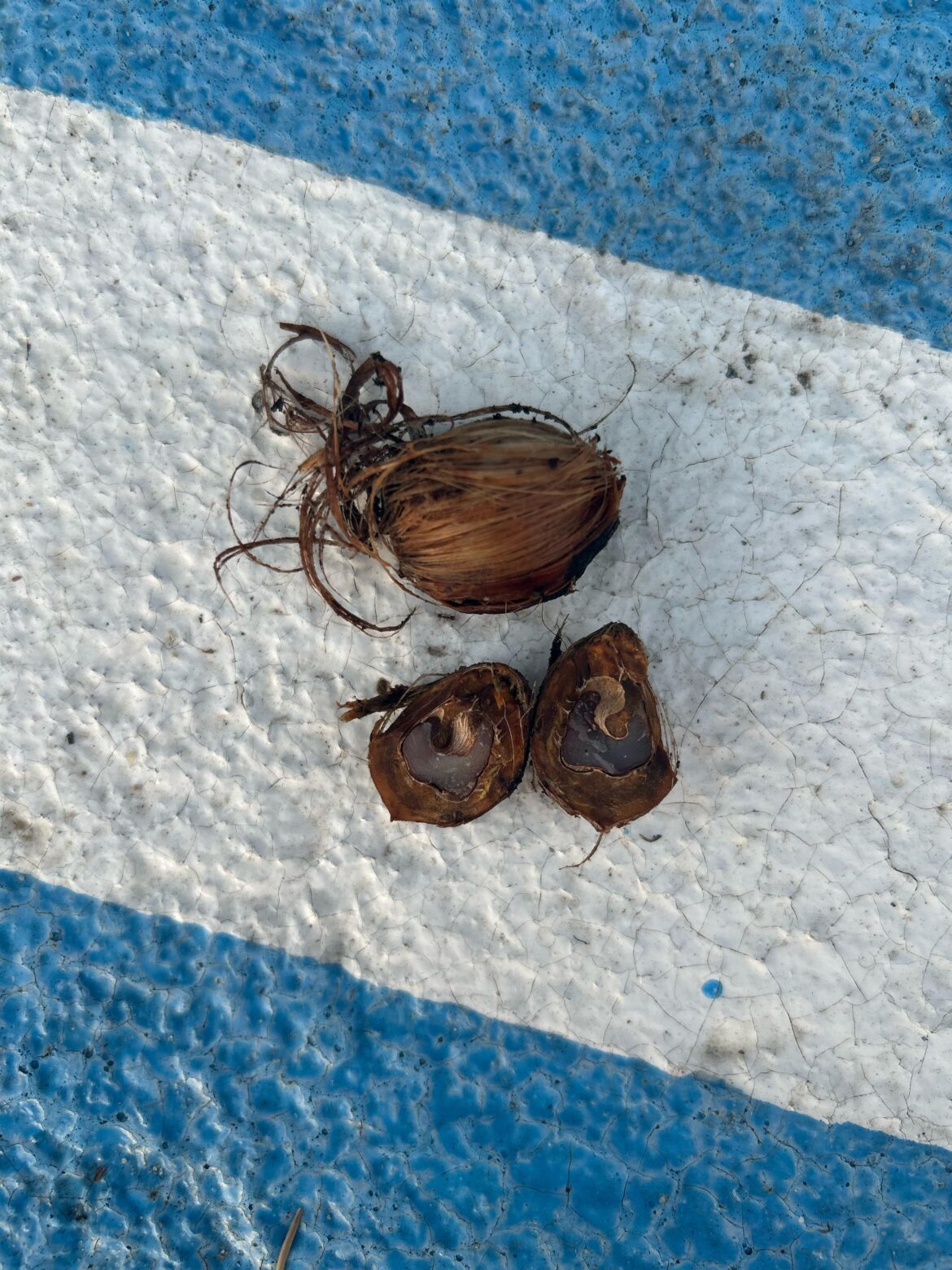 What are these little guys?