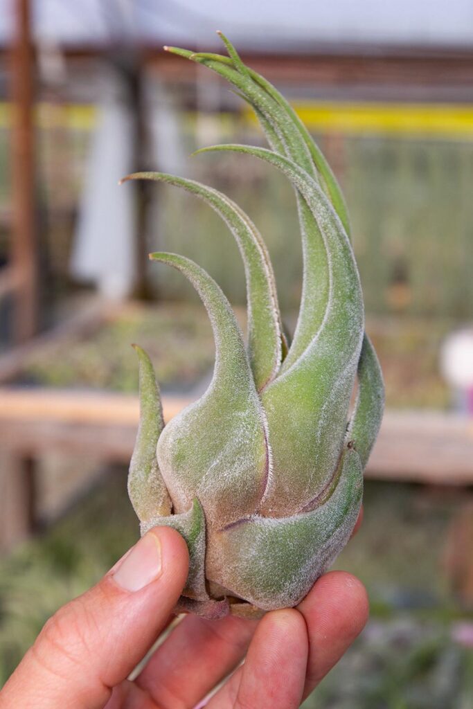Tillandsia seleriana