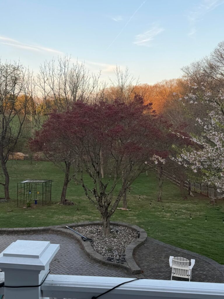 Landscapers butchered our Japanese Maple, will it ever grow back properly? First pic is it cut, second pic is before they cut it