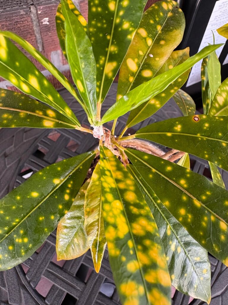 SOS! I just adopted a number of houseplants from a family member who’s moving away and I’m unfamiliar with this plant and what pest it has.