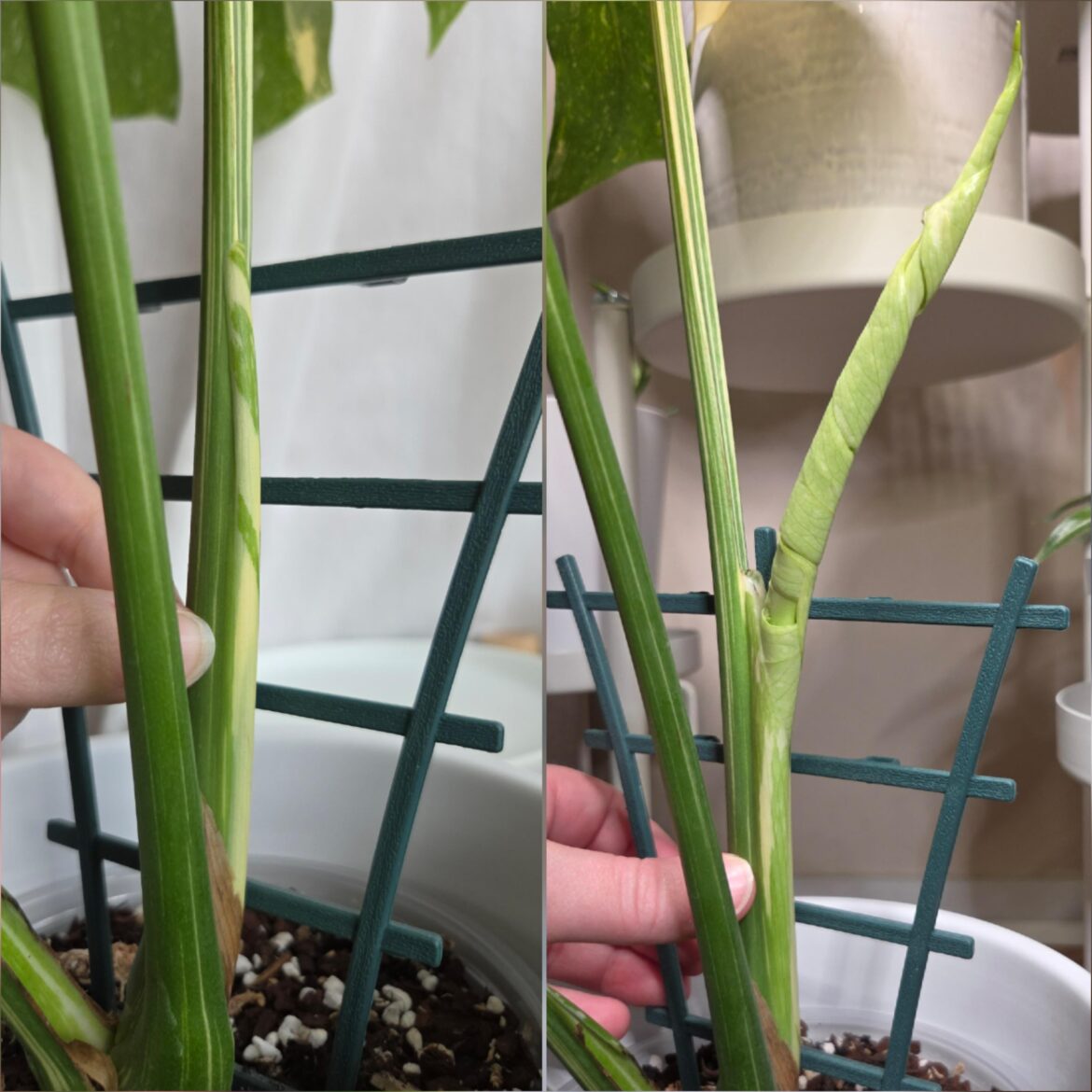 10 days between these photos.