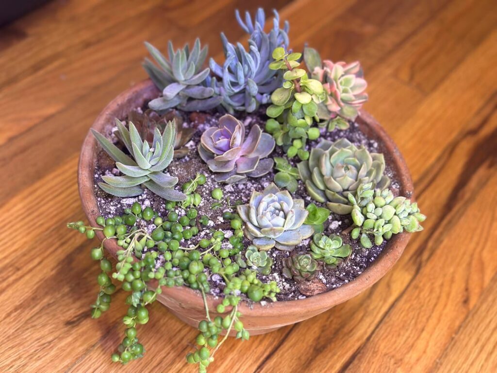 My second succulent bowl arrangement