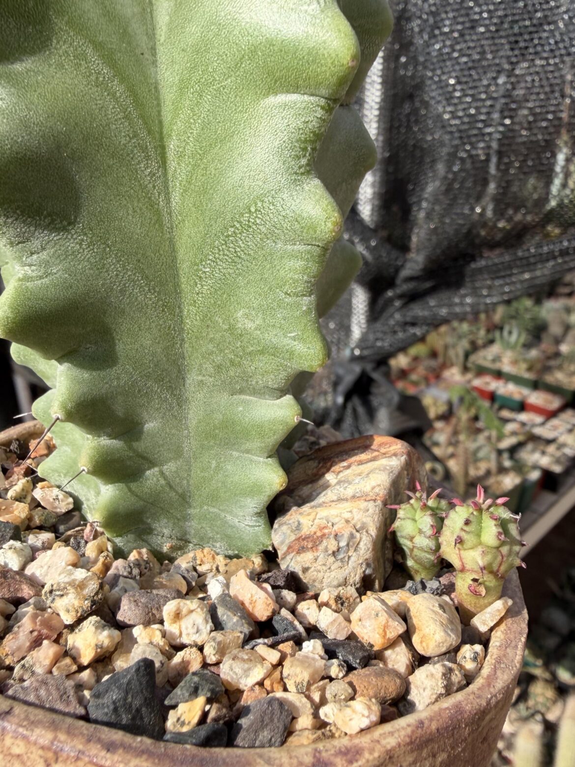 Euphorbia volunteers 🌱