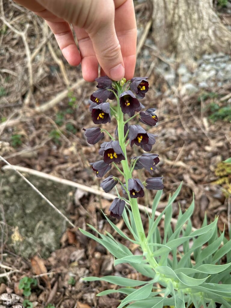 What is this?