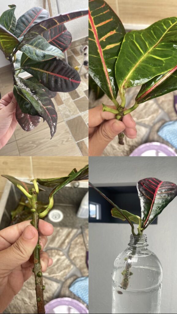 How long should it take for my croton cutting to start rooting How long should it take for my croton cutting to start rooting