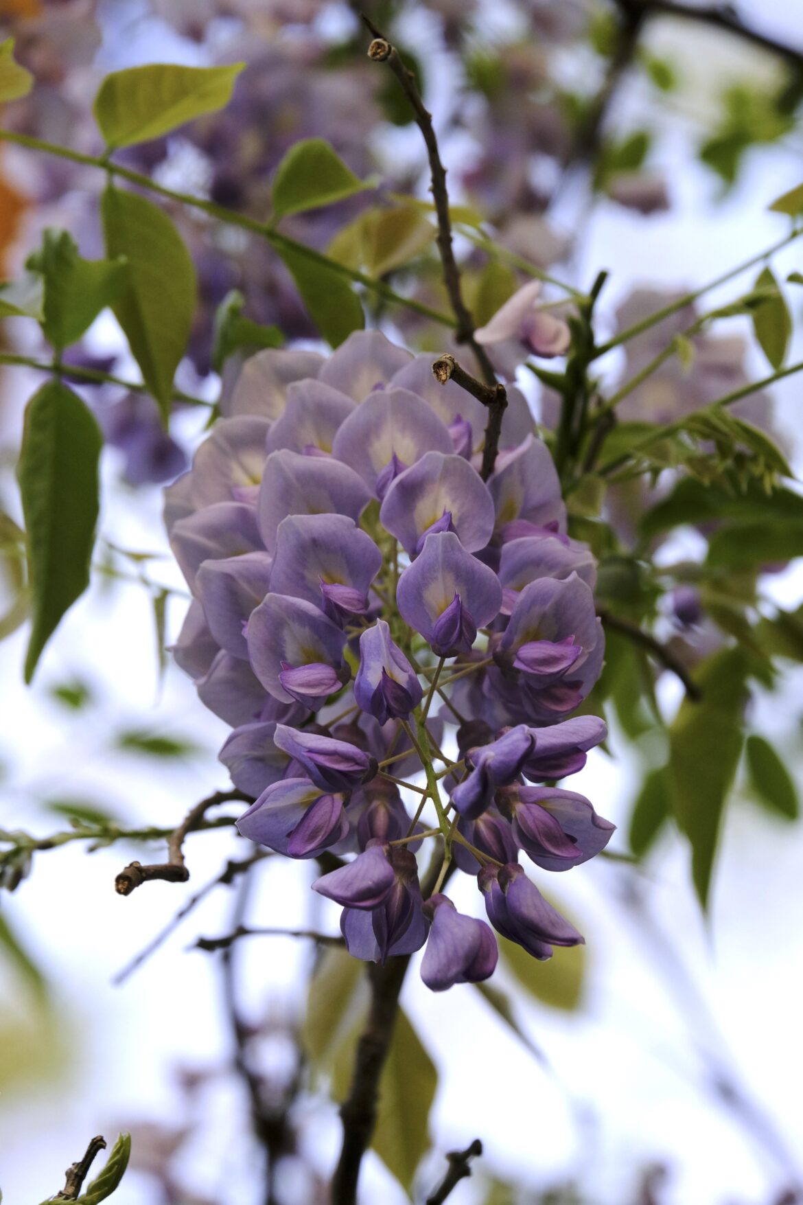 Chinese wisteria flowers from below