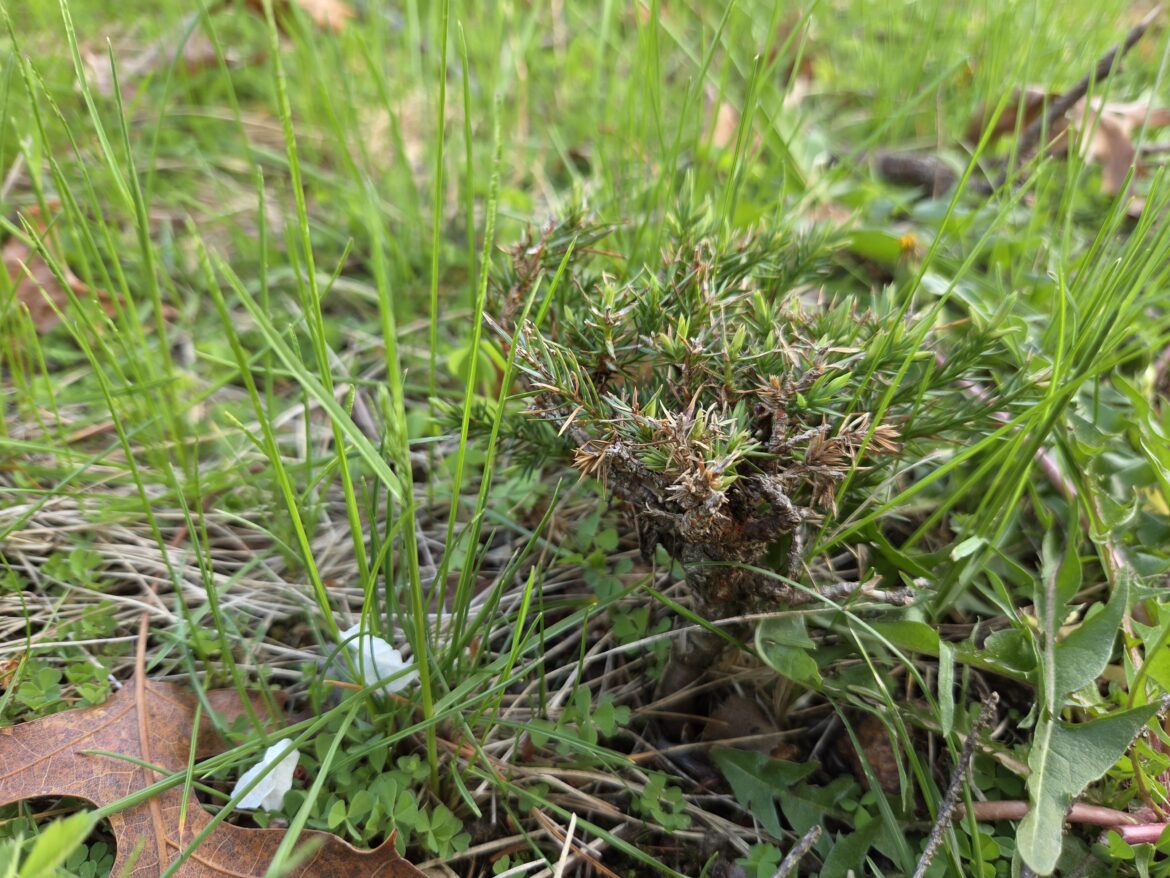 These little trees come up every Spring and it'd be a shame to just lawn mower them. Think anything can be done with them?
