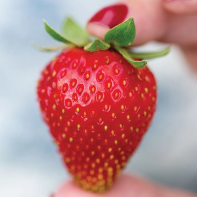 Sweet Kiss Strawberry