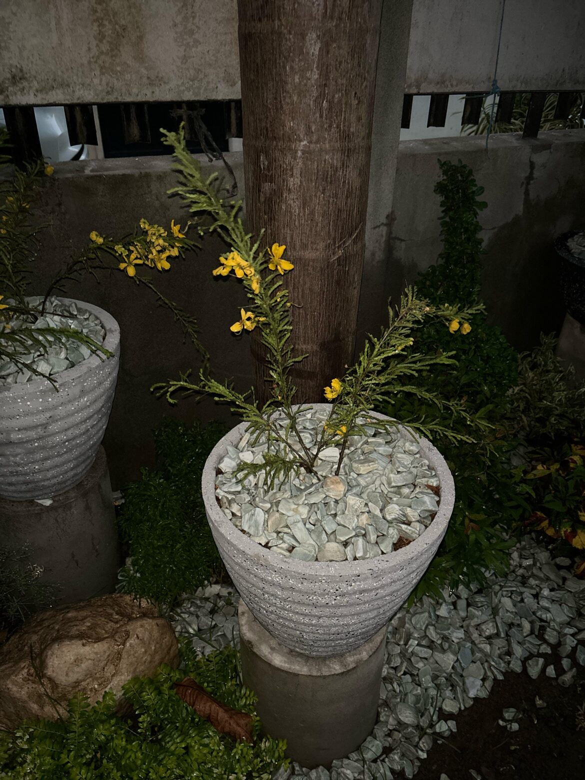 how often should i water this plant