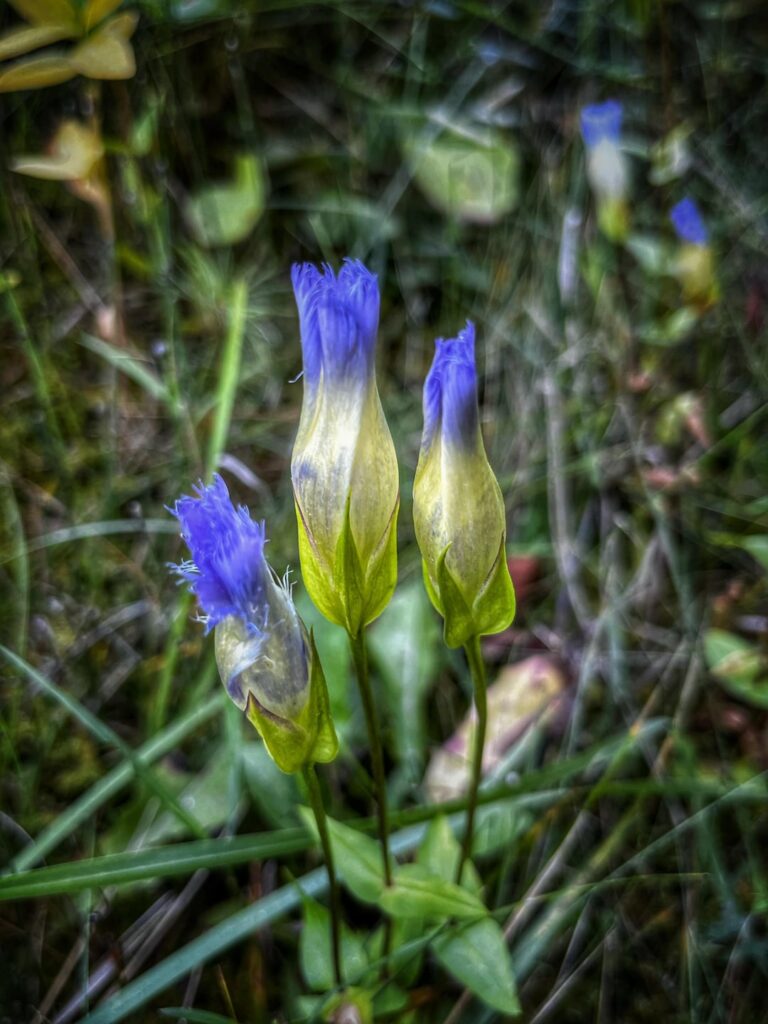 Gentianopsis crinita – greater fringed gentian, unfortunately in the shade so no open flowers Gentianopsis crinita - greater fringed gentian, unfortunately in the shade so no open flowers